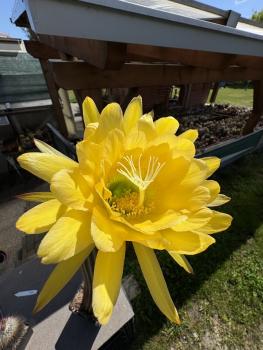 Trichocereus shaferi